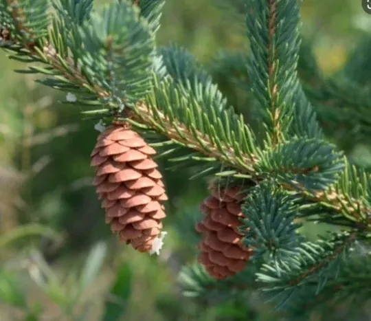 White Spruce Seeds