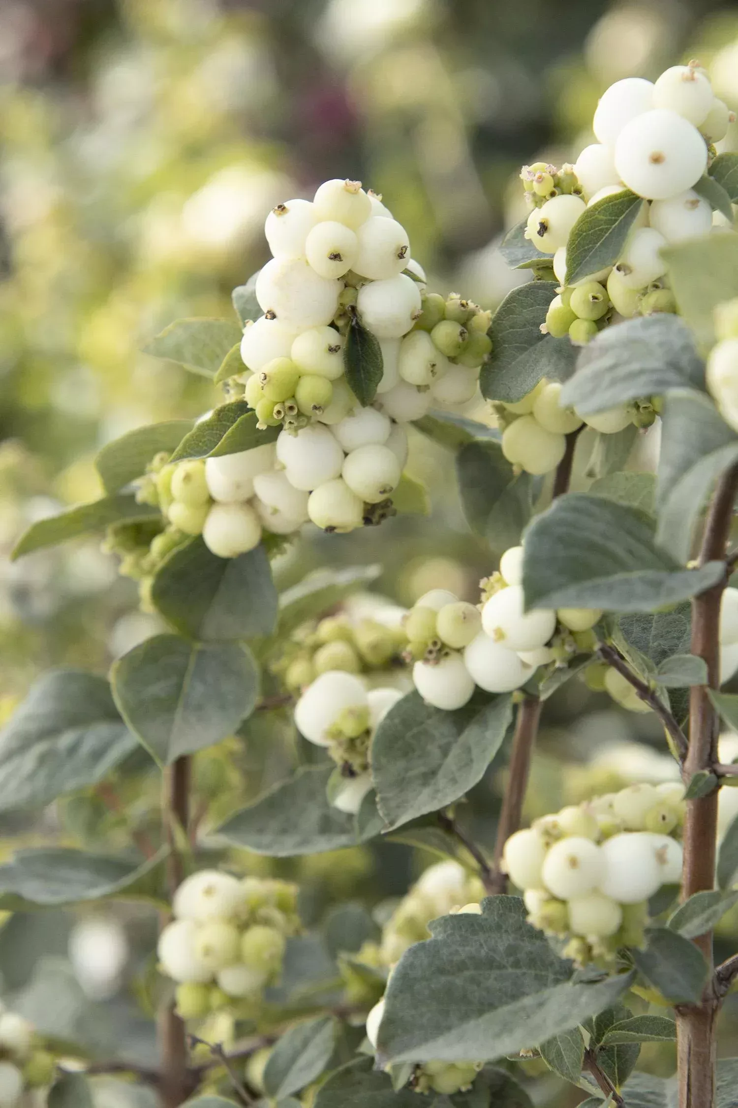 White Symphony Snowberry