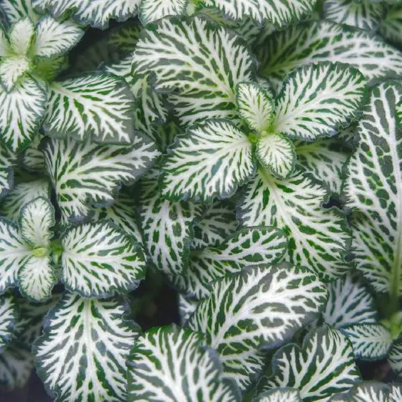 White Tiger Fittonia Plant Plug (Fittonia spp.) – White Veins Contrast Green Foliage for Stylish Indoor Decor.