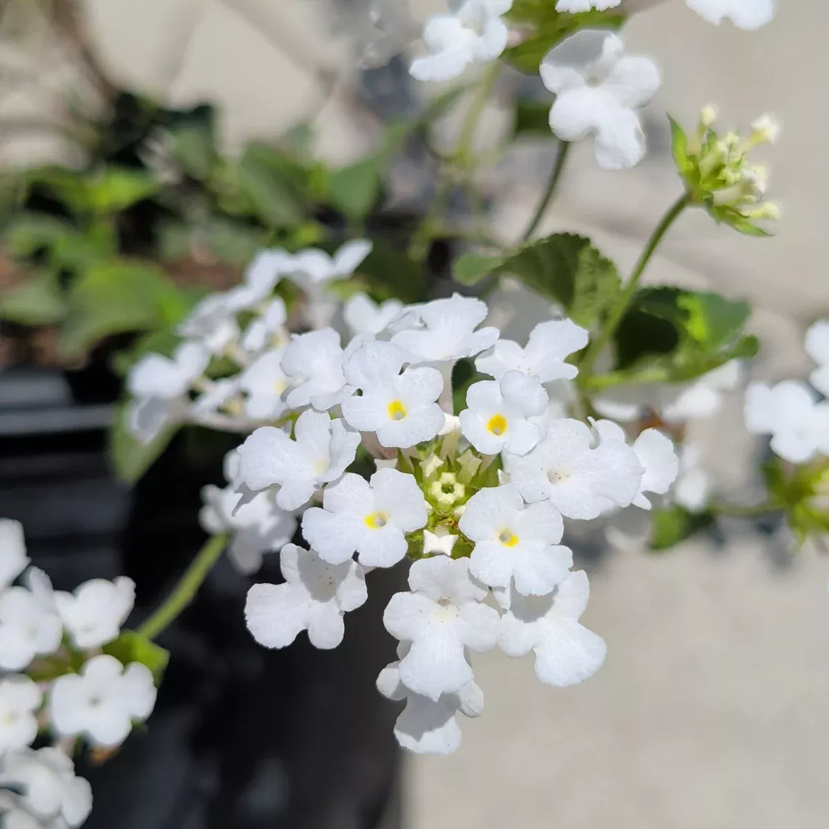White Trailing Lantana