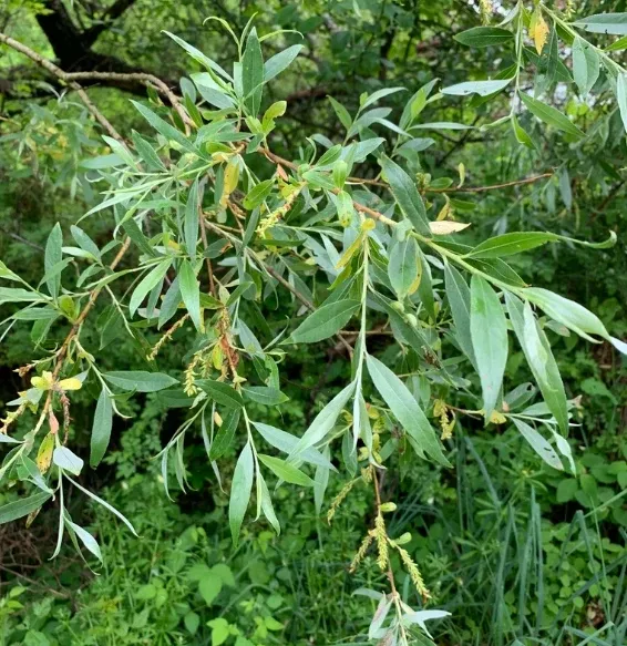 White Willow