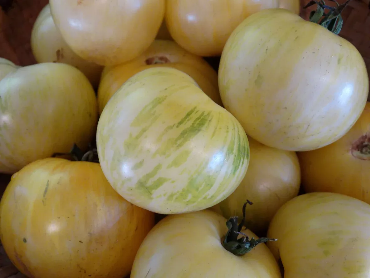 White Zebra Tomato