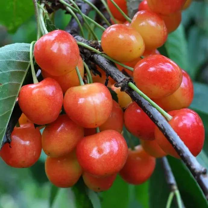 Whitegold Cherry Tree