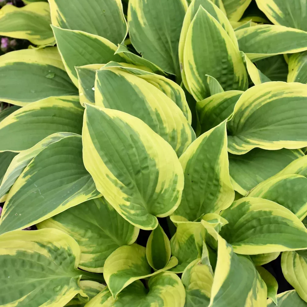 Wide Brim Hosta
