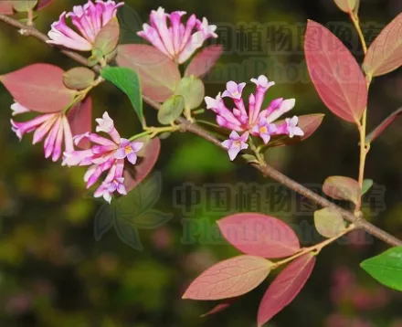 Wikstroemia indica seeds