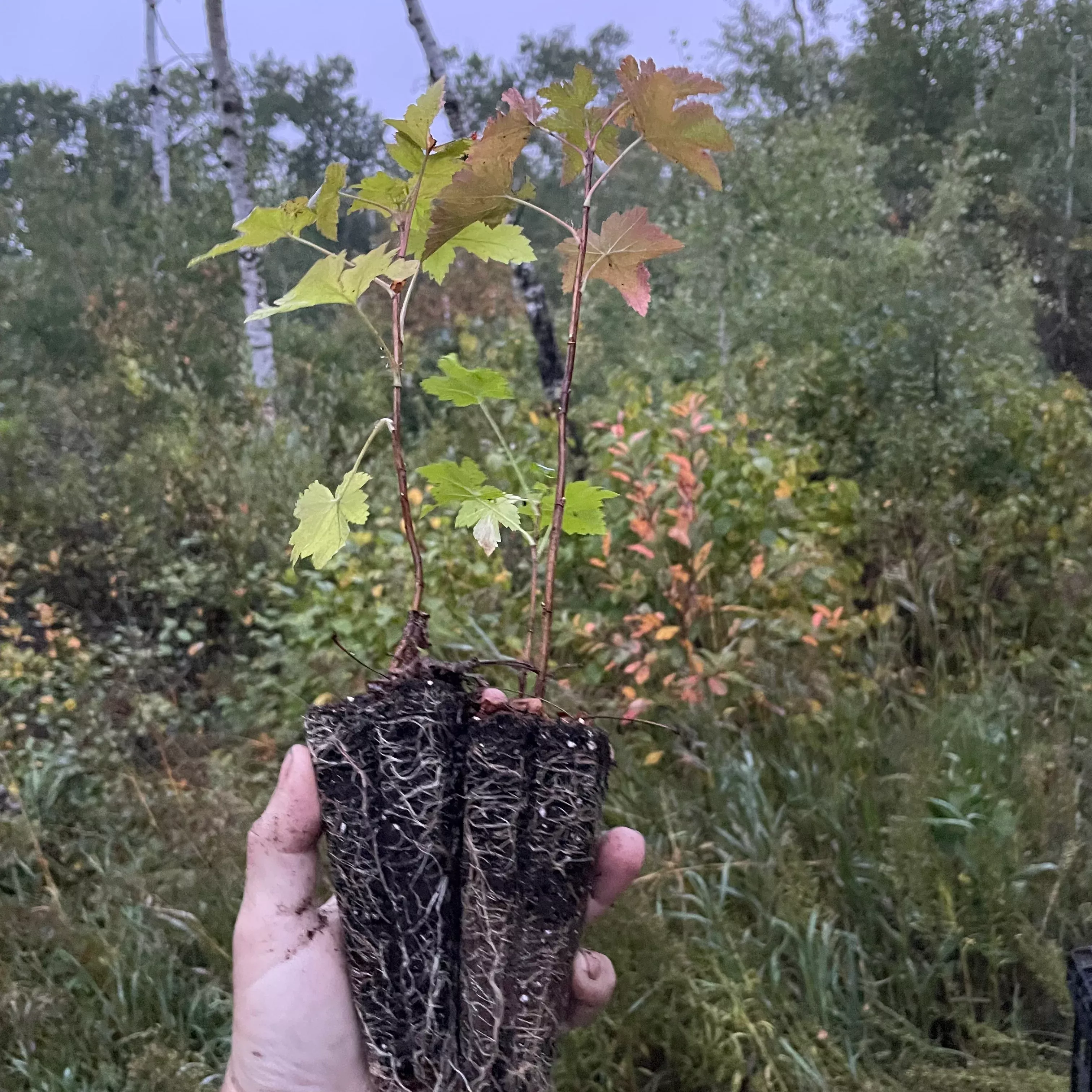 Wild American Black Currant (Ribes americanum)