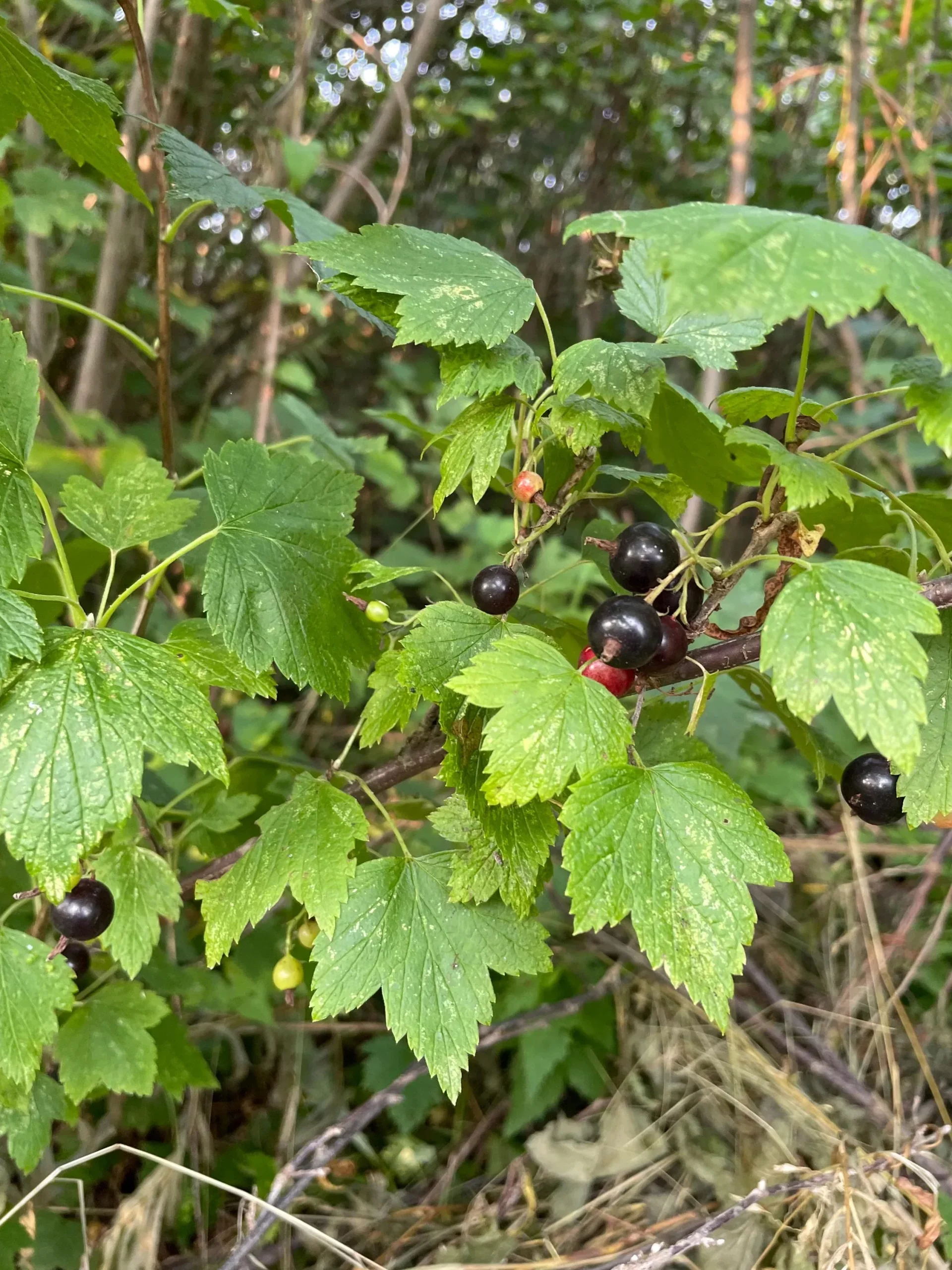 Wild American Black Currant Seeds