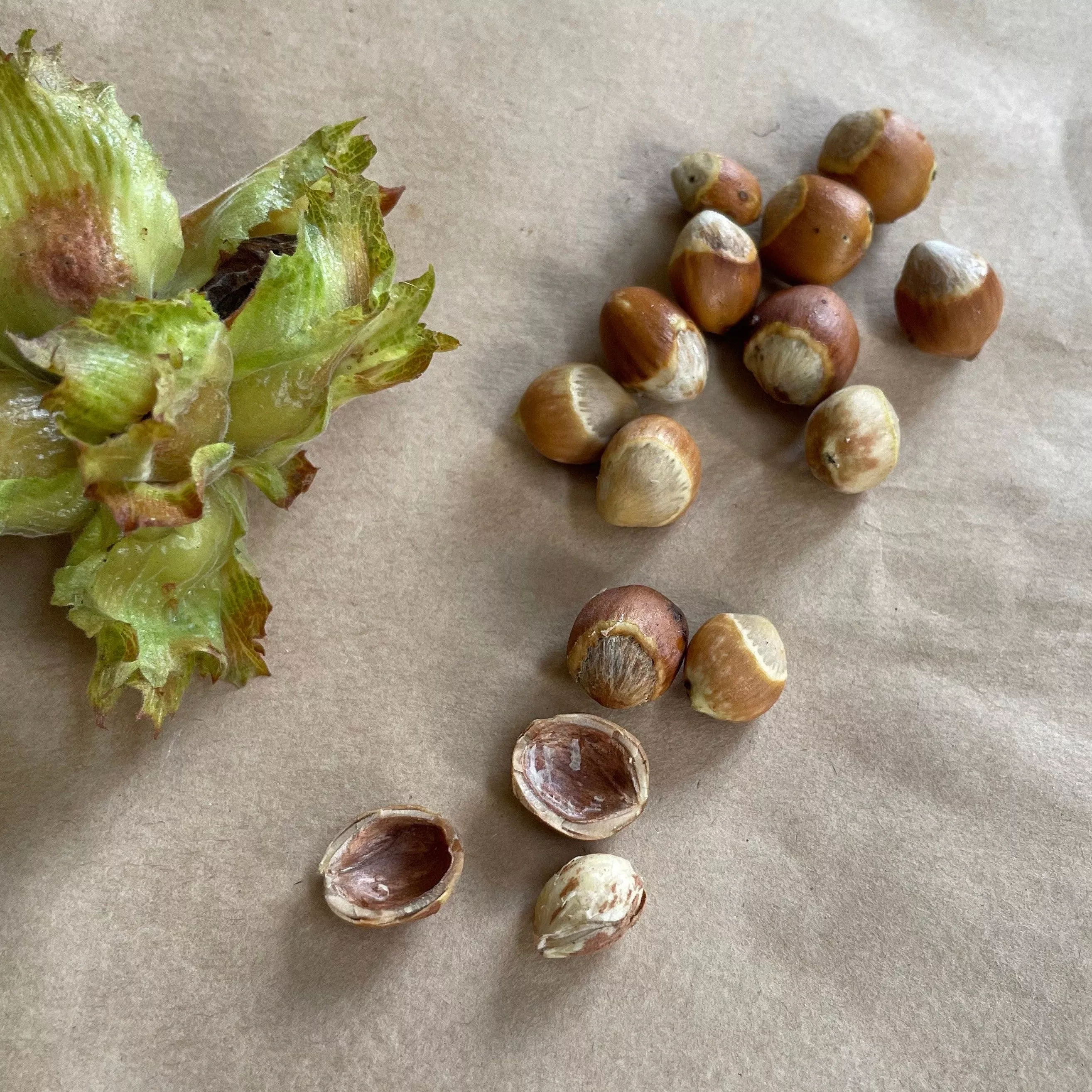 Wild American Hazelnut Seeds