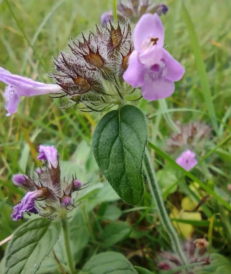 Wild Basil Seeds