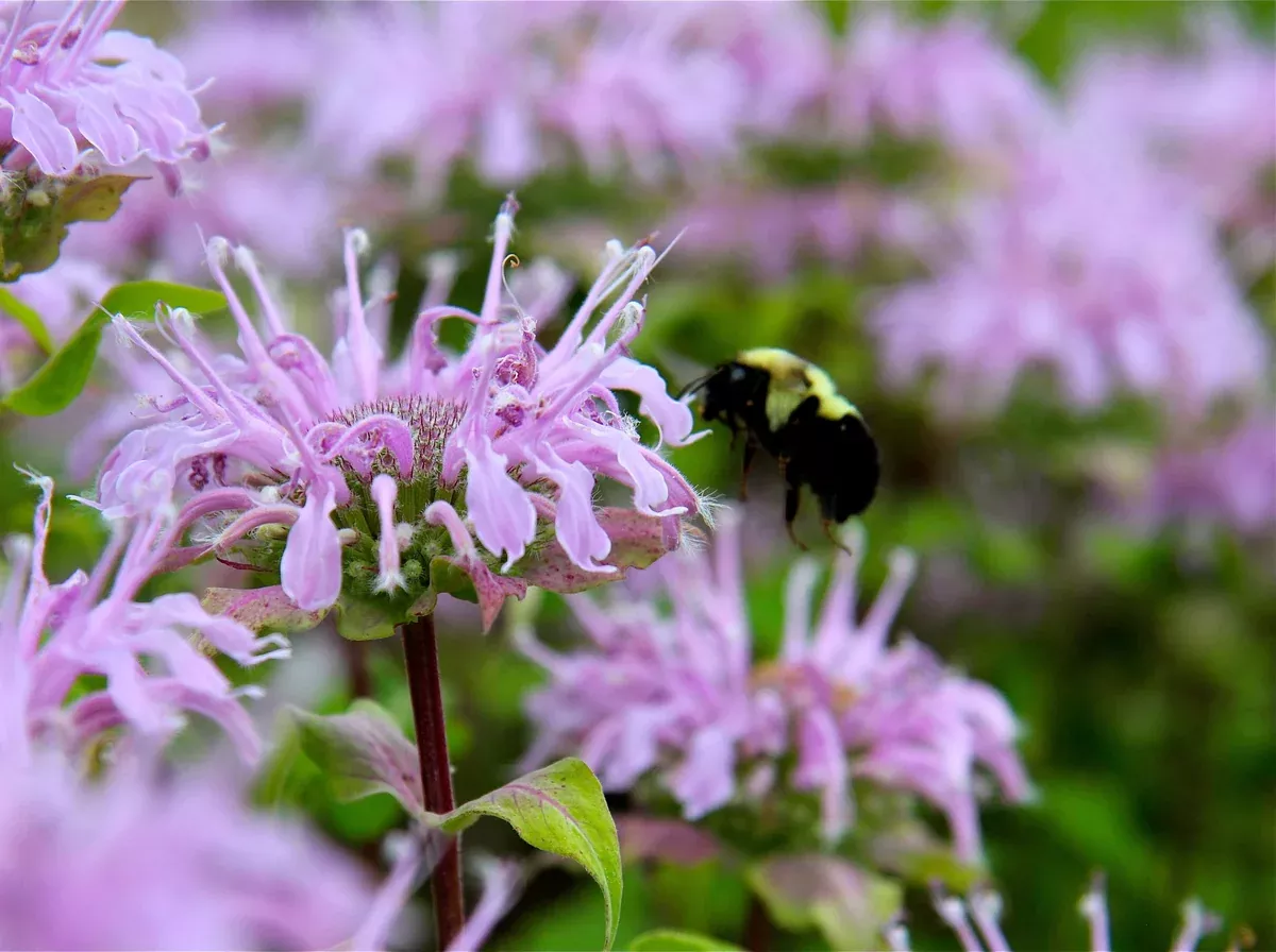 Wild Bee Balm