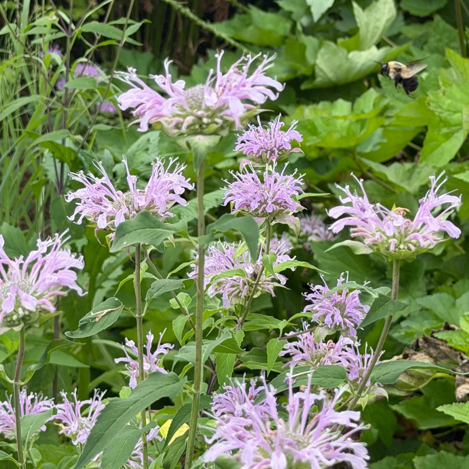 Wild Bergamot