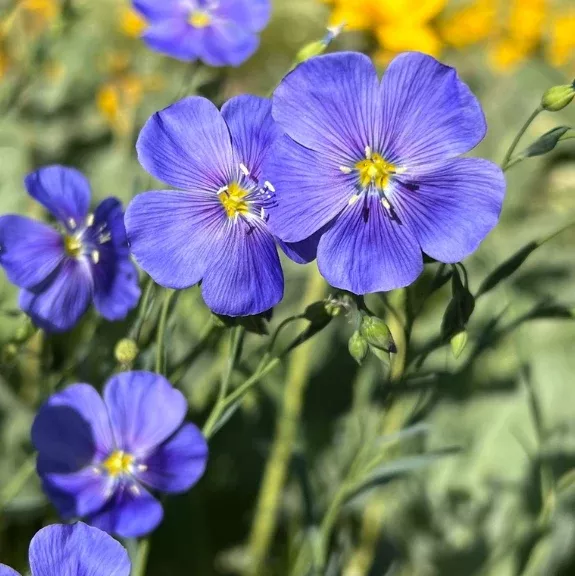 Wild Blue Flax Seeds