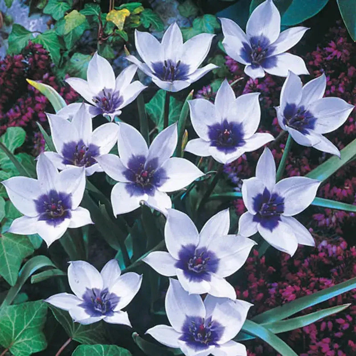 Wild Blue Heart™Tulip
