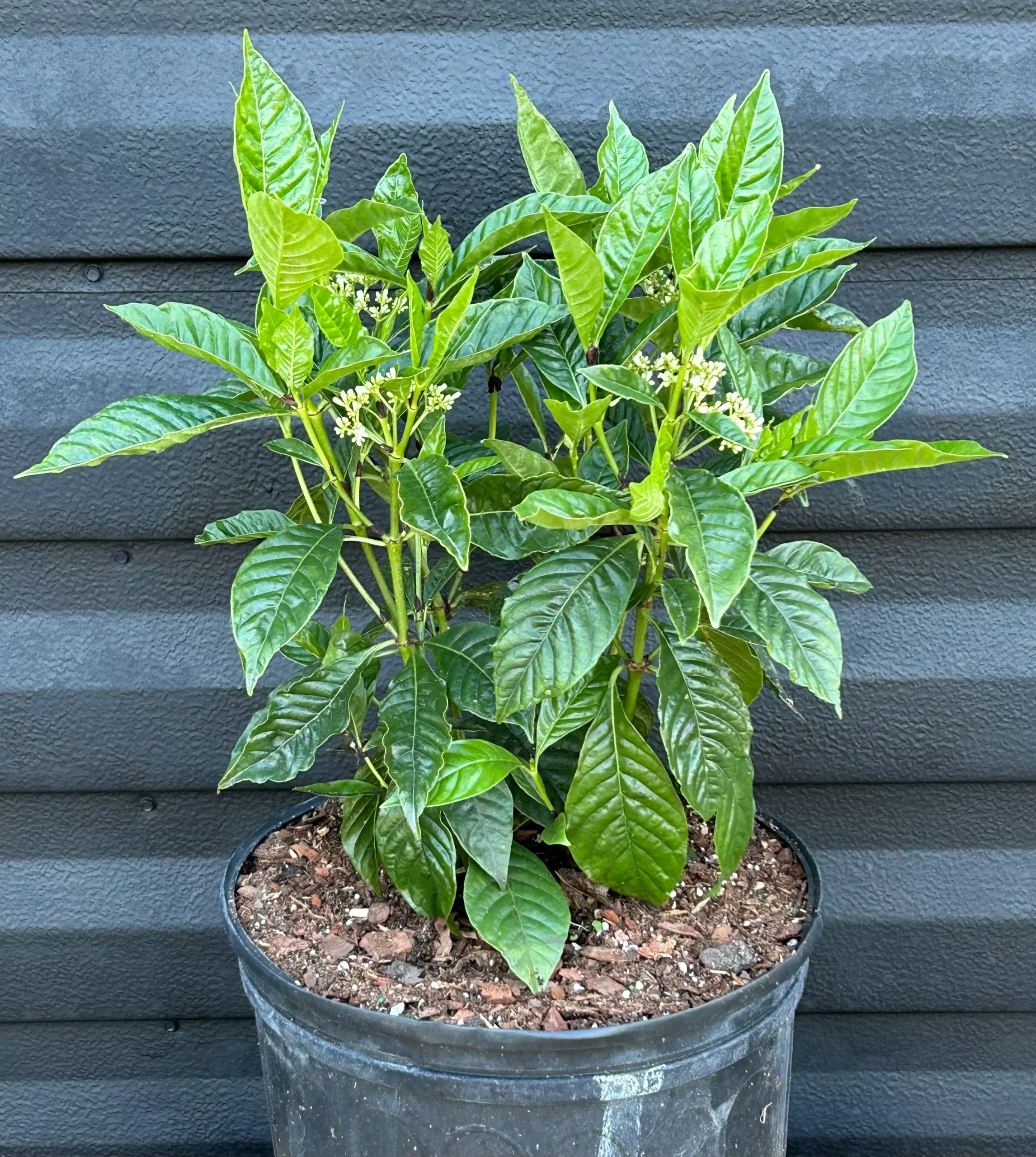 Wild Coffee Plant