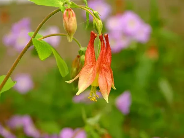 Wild Columbine Seeds
