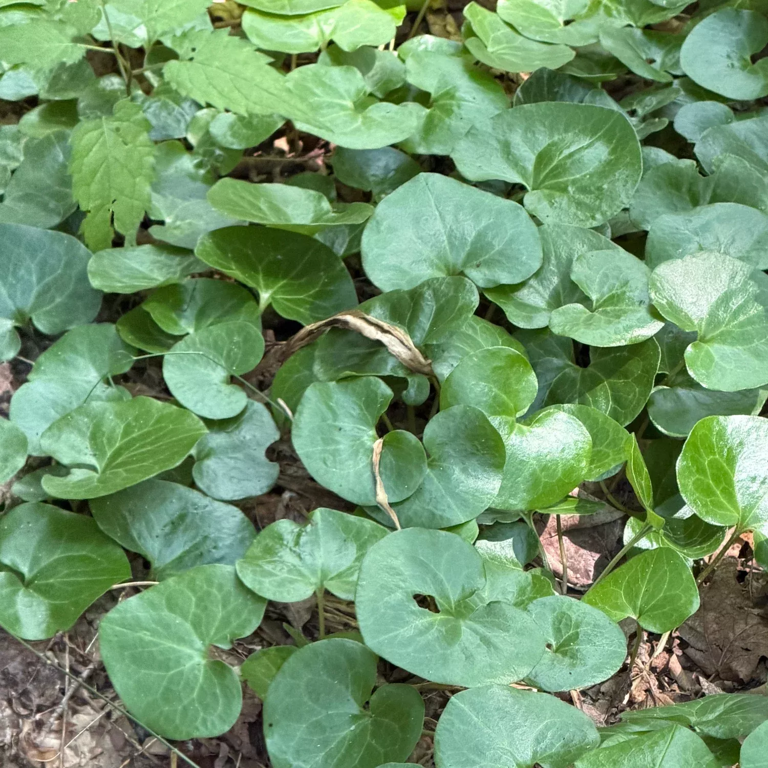 Wild Ginger