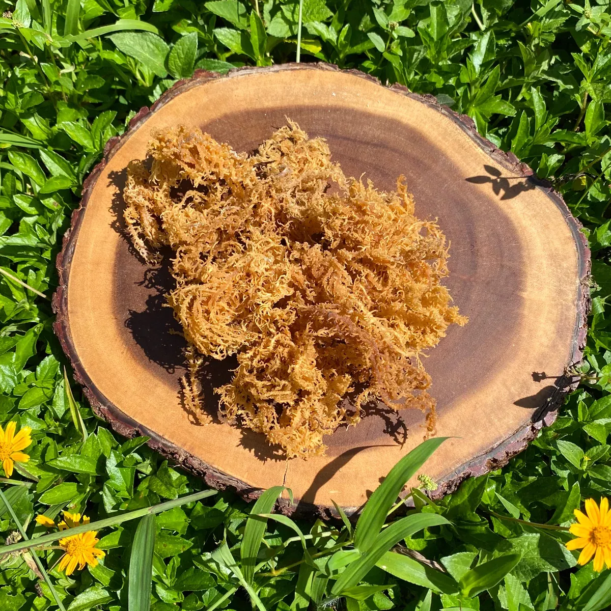 Wild Harvested Sea Moss