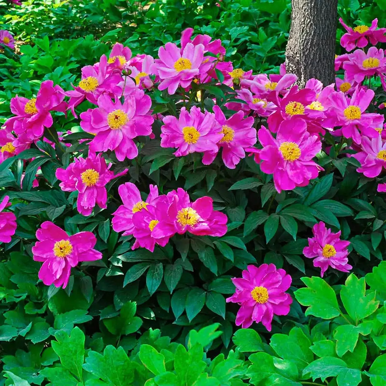 Wild Lactiflora Peony