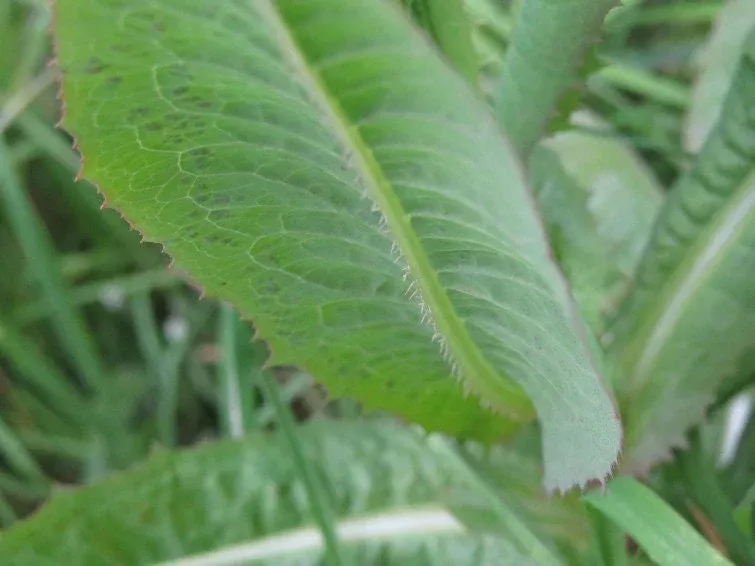 Wild Lettuce Seeds, Medicinal plants, Organic Lactuca Virosa LC4020