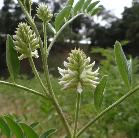 Wild Licorice Seeds