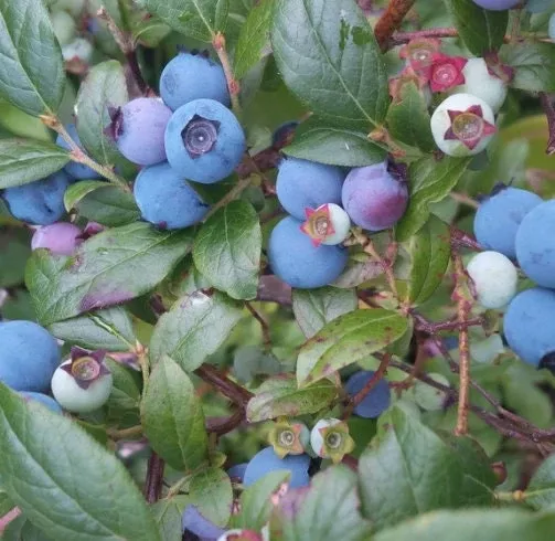 Wild Lowbush Blueberry Seeds