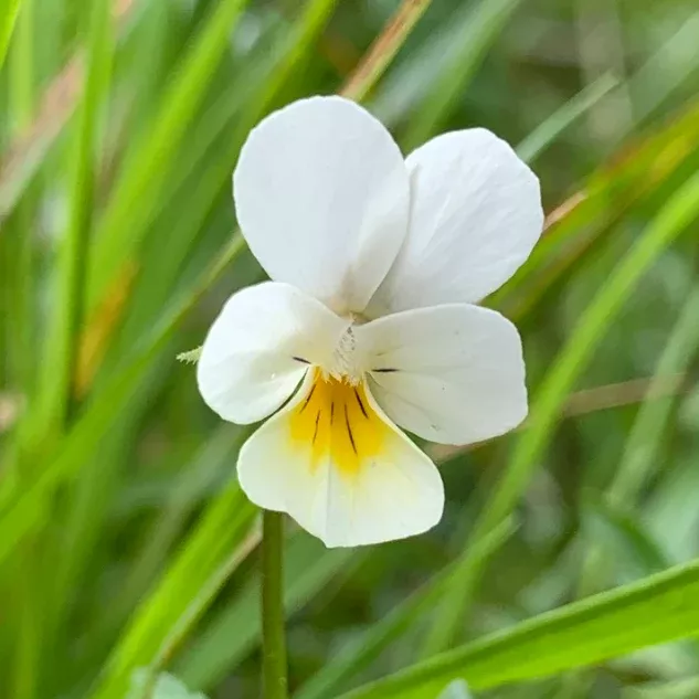 Wild Pansy Seeds