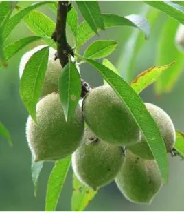 wild peach seeds (Amygdalus persica)
