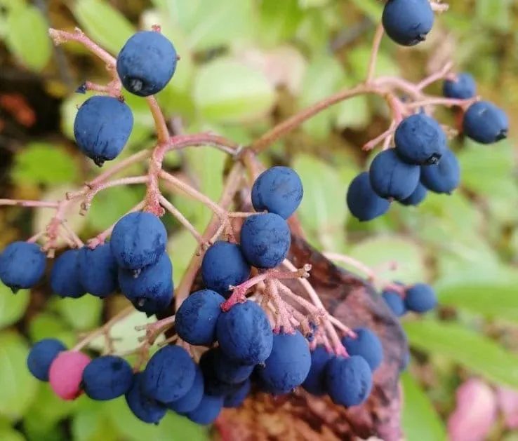 Wild Raisin Seeds
