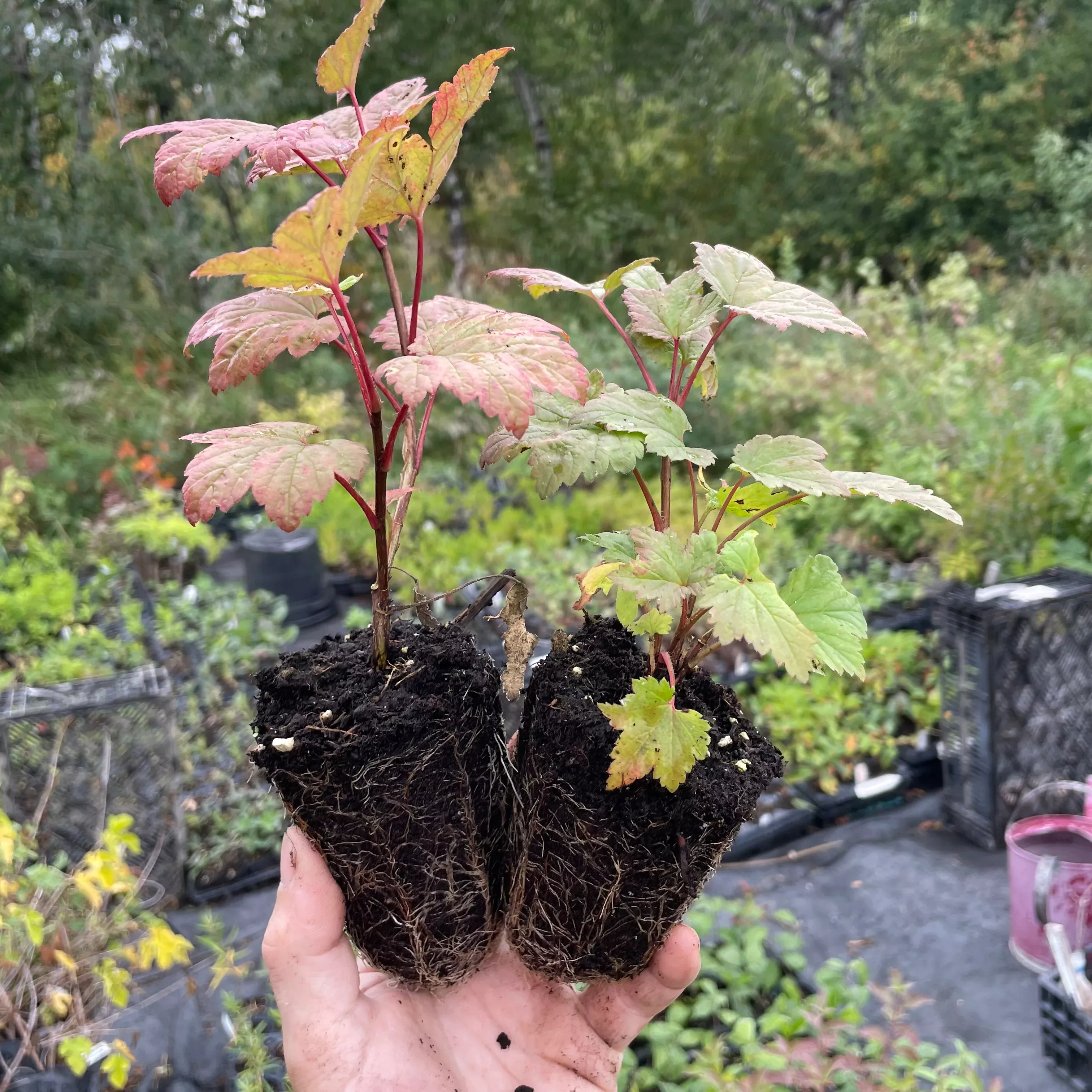 Wild Red Currant (Ribes triste)