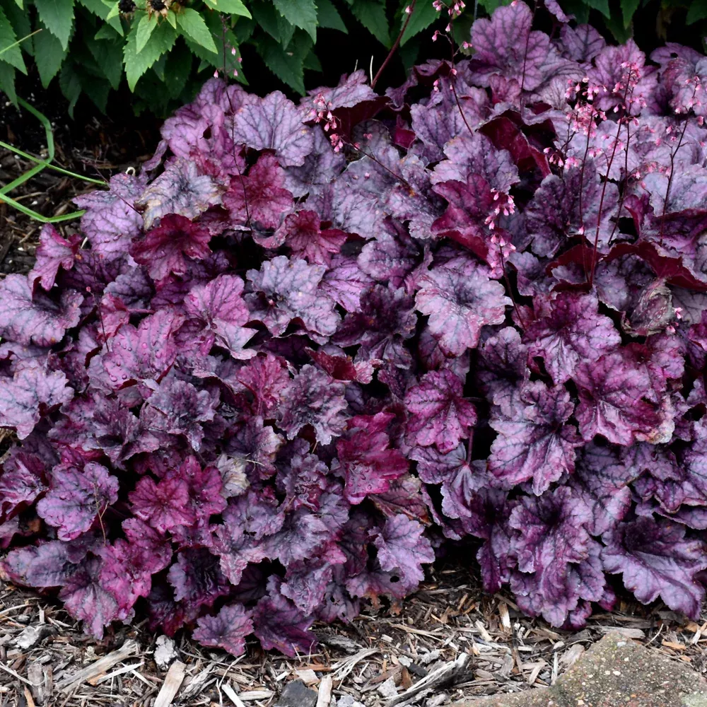 Wild Rose Coral Bells