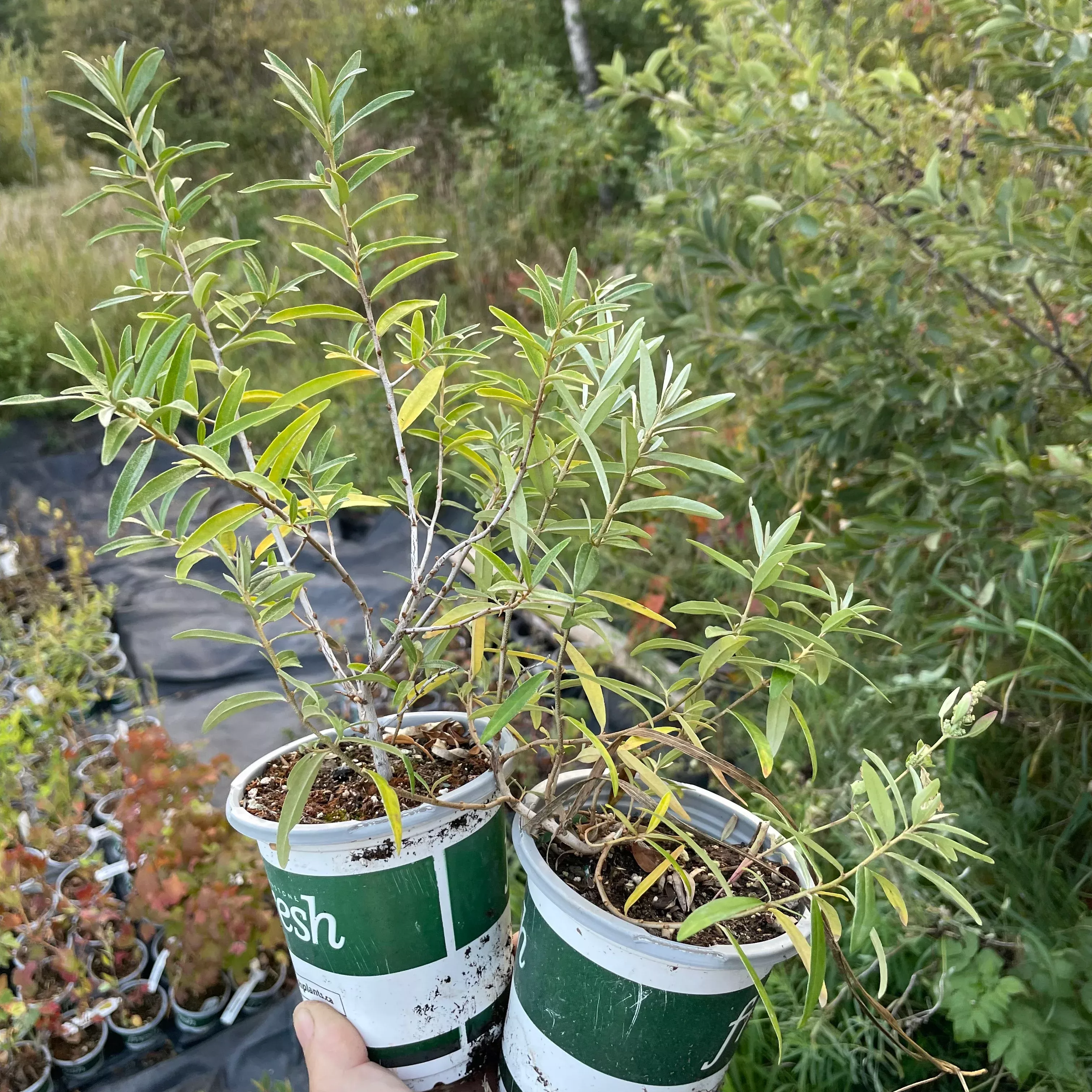 Wild Sea Buckthorn Seedlings