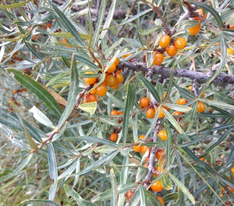 Wild Sea Buckthorn Seeds
