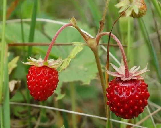 Wild Strawberry Seeds