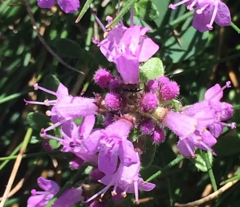 Wild Thyme Seeds