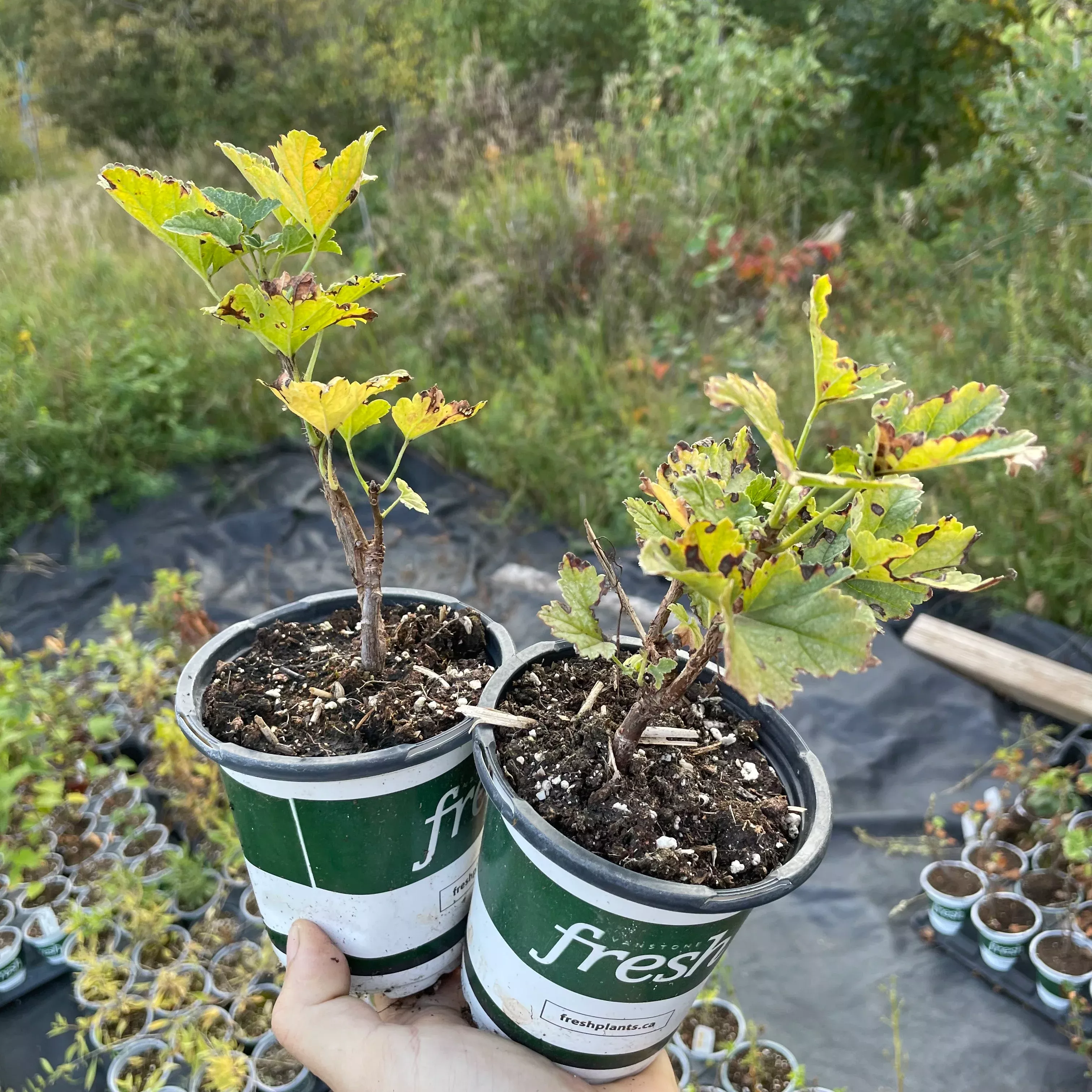 Wilder Red Currant