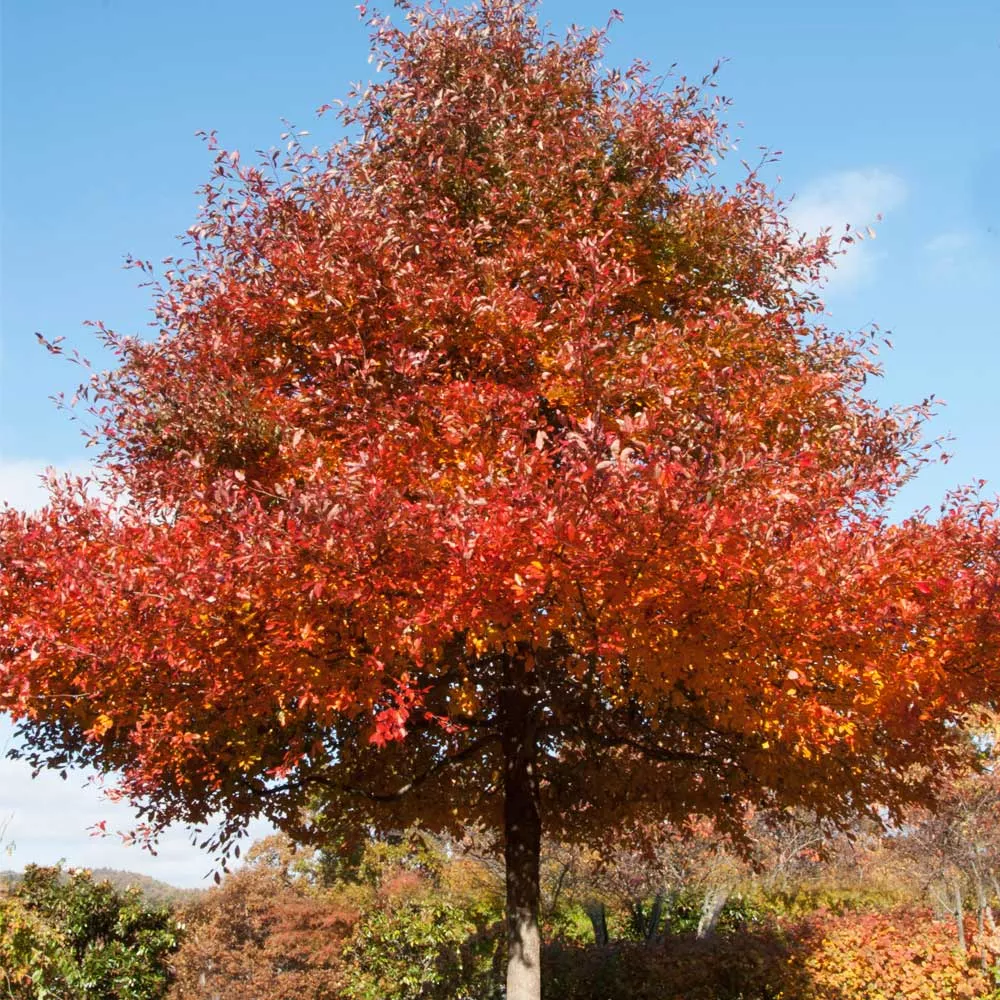 Wildfire Black Gum Tree