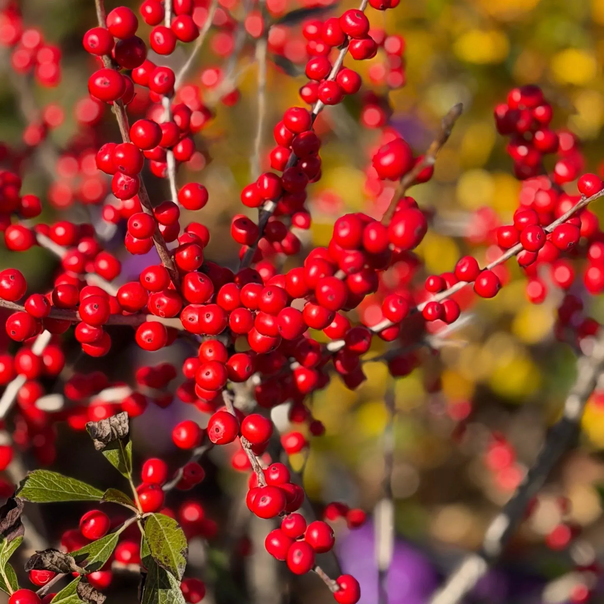 Wildfire™ Winterberry