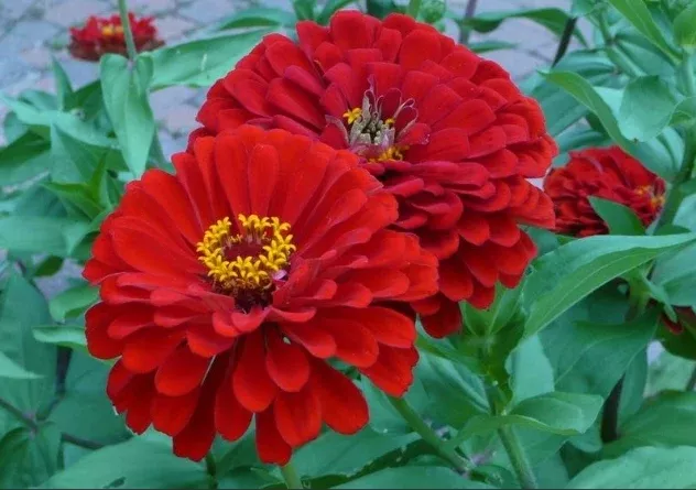 Will Rogers Zinnia