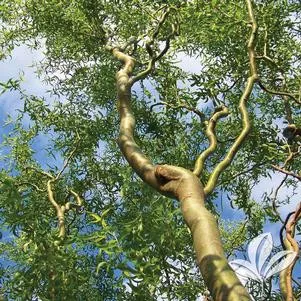 WILLOW CORKSCREW GL #5