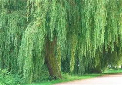 WILLOW WEEPING WILLOW-Salix babylonica-Green FoliageZone 5