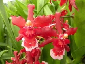 Wils. Aloha Sparks 'Pele's Glow'