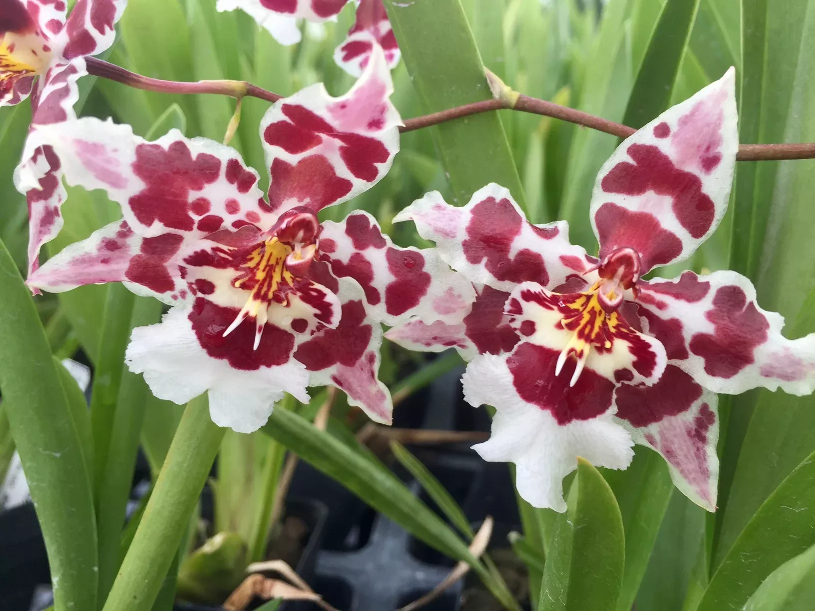 Wils. Castle Issa 'Hilo Bay' with a Red Ecopot (Retail only)