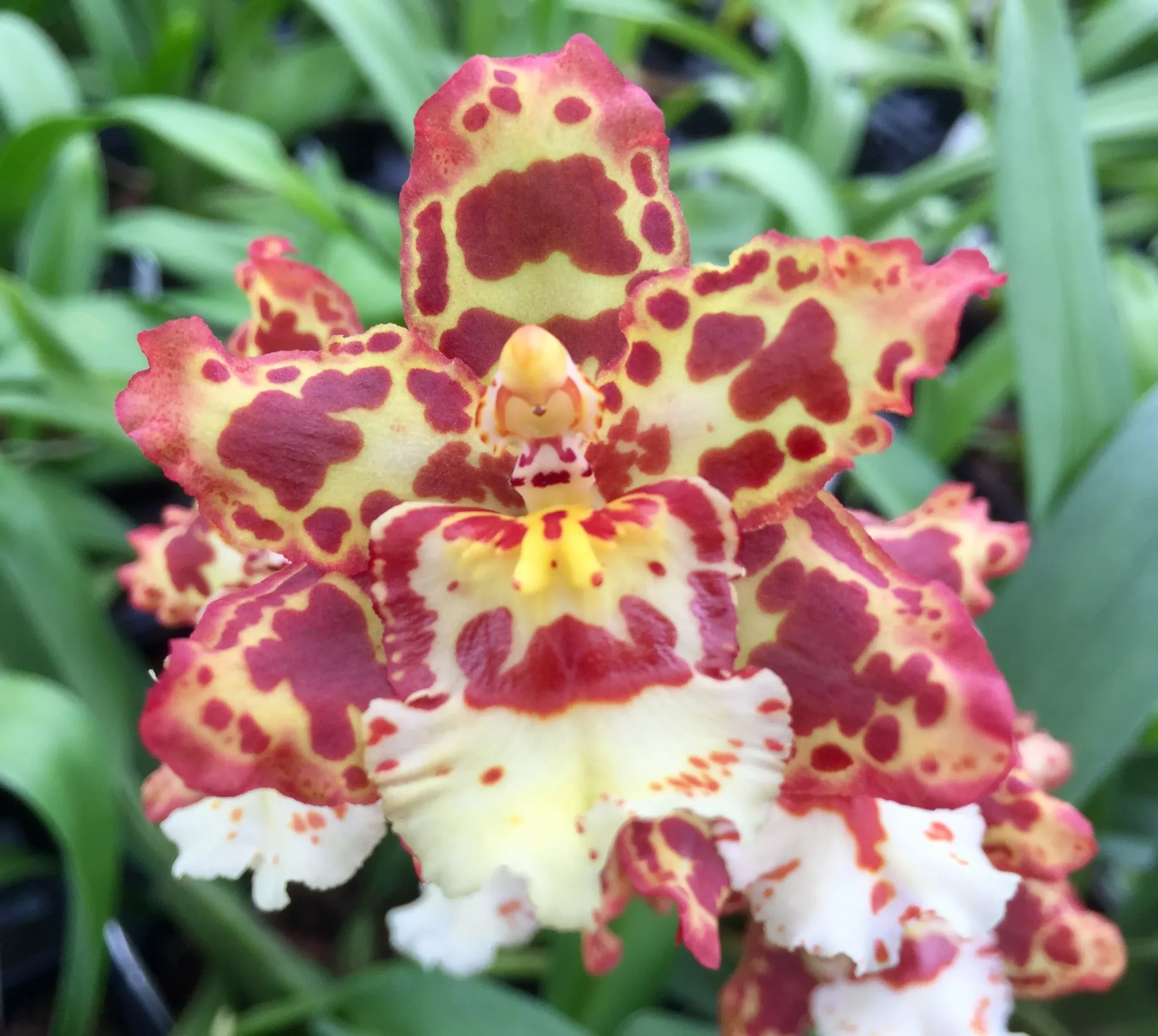 Wils. Eye Candy 'Penny Candy' with Pink Ecopot (Retail Only)
