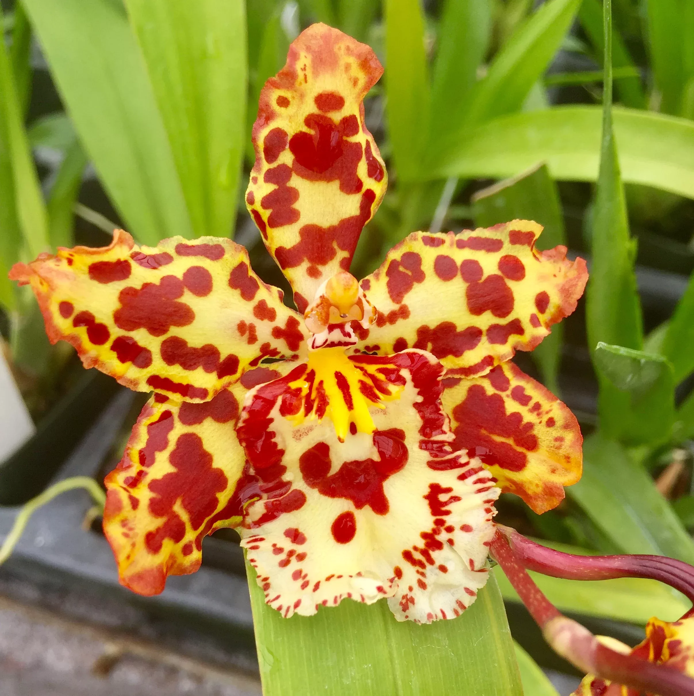 Wils. Eye Candy 'Penny Candy'