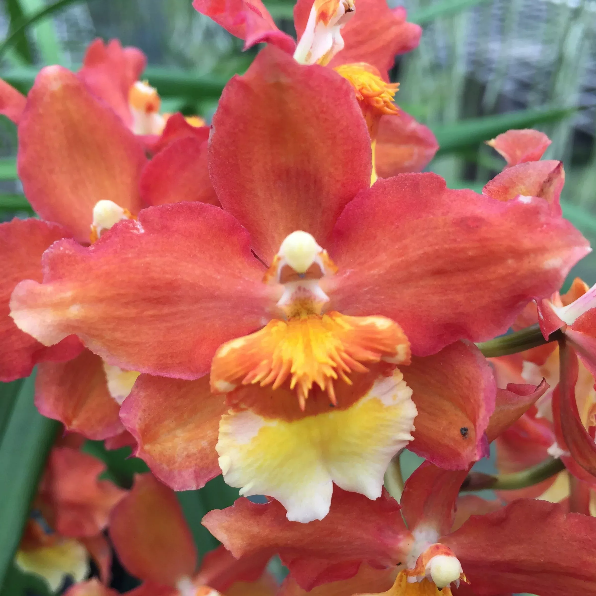 Wils. Firecat 'Harmony' with Red Eco Pot for Retail orders