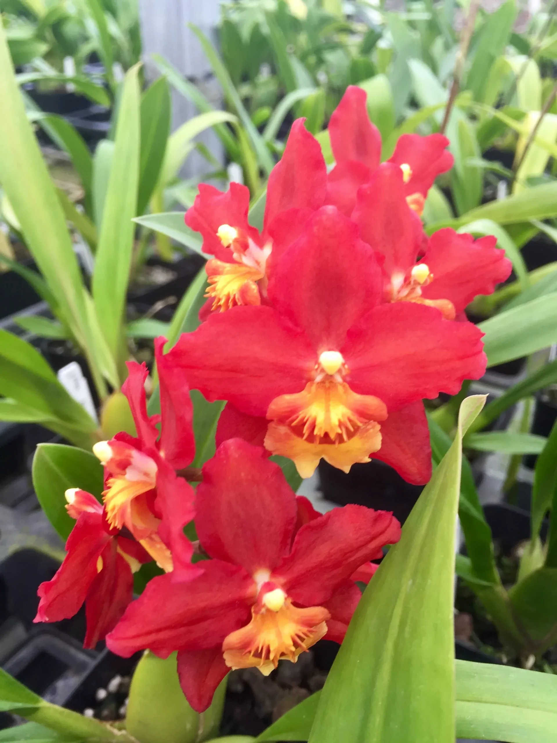 Wils. Firecat 'King Snake'- Blooming Size