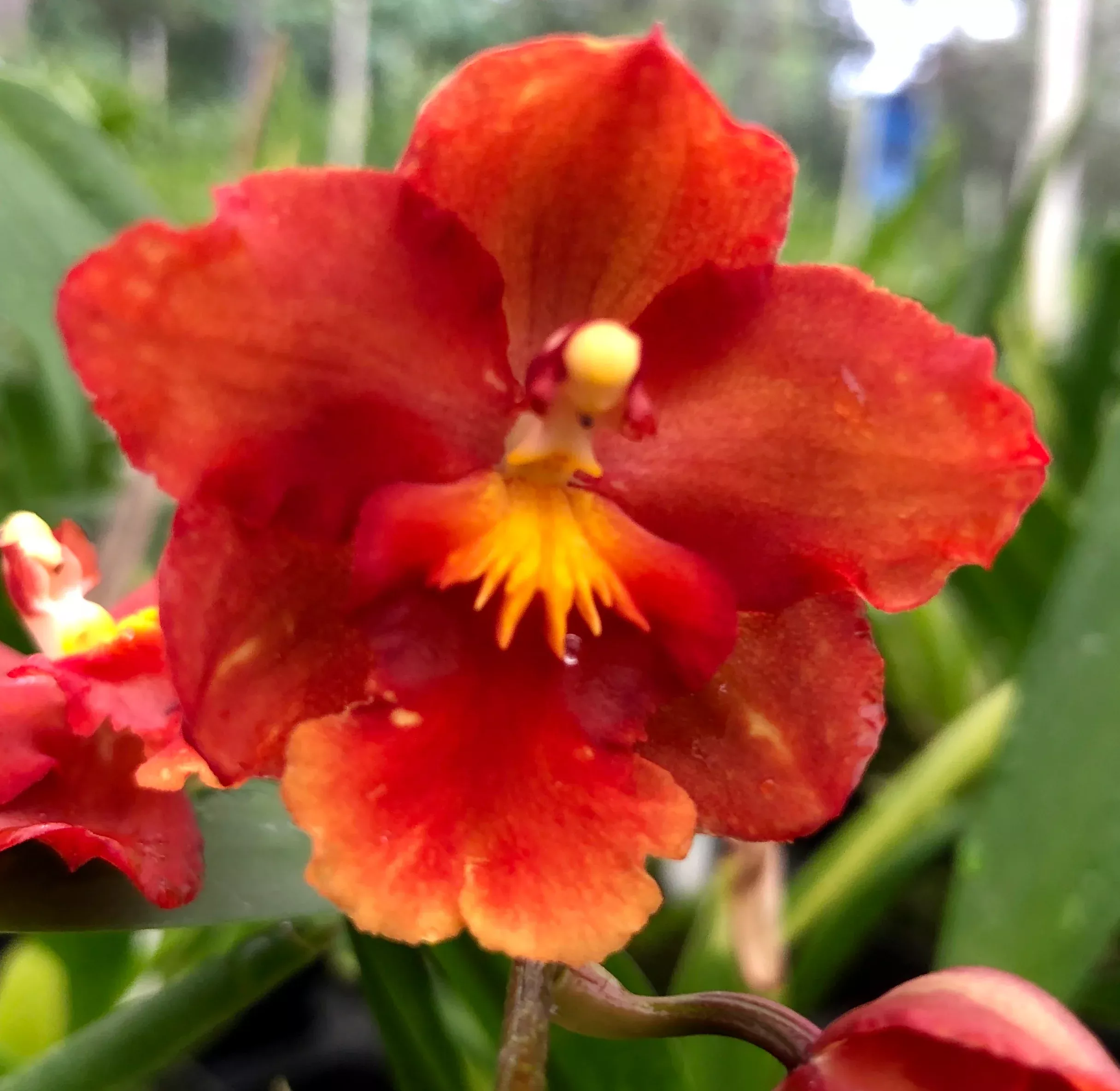 Wils. Firecat 'Lavaglow'- Blooming Size