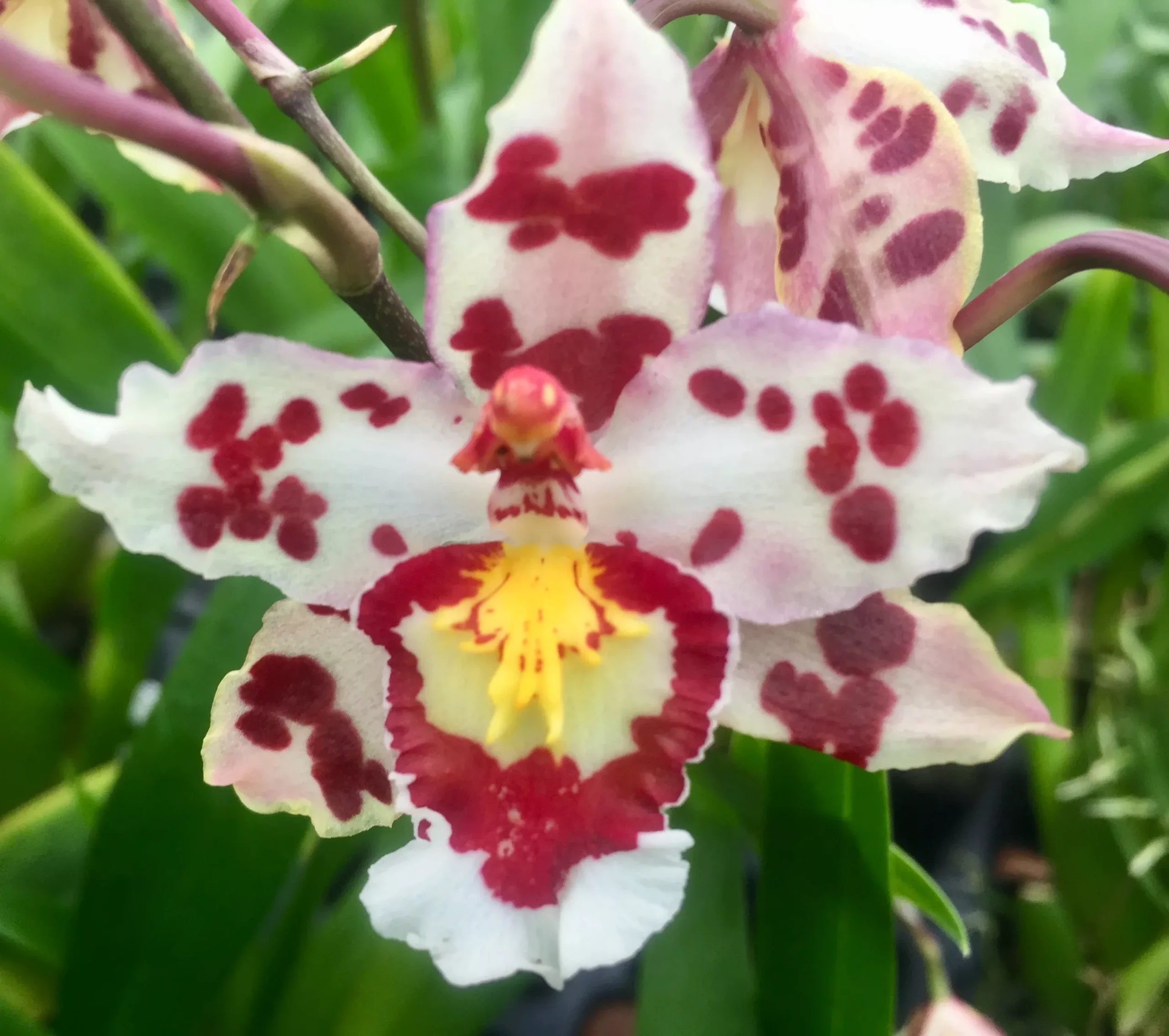 Wils. Habibi 'Pacific Pleasures'- Non Bloom