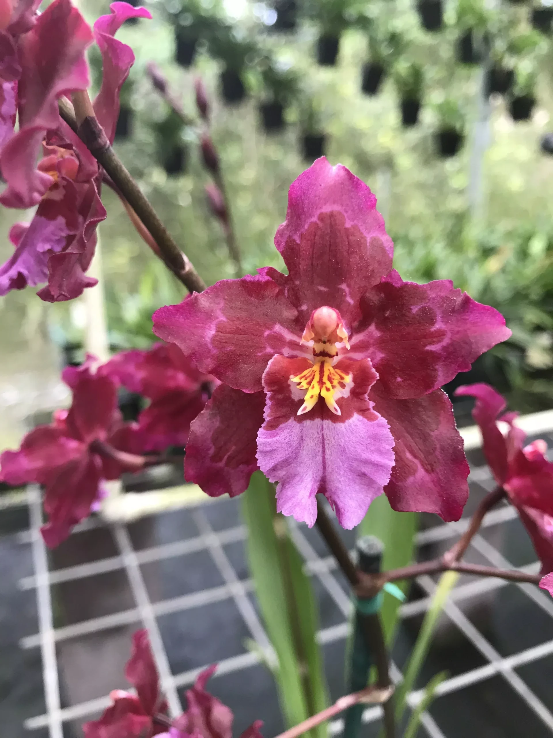 Wils. Lisa Devoe 'Burgundy' AM/AOS