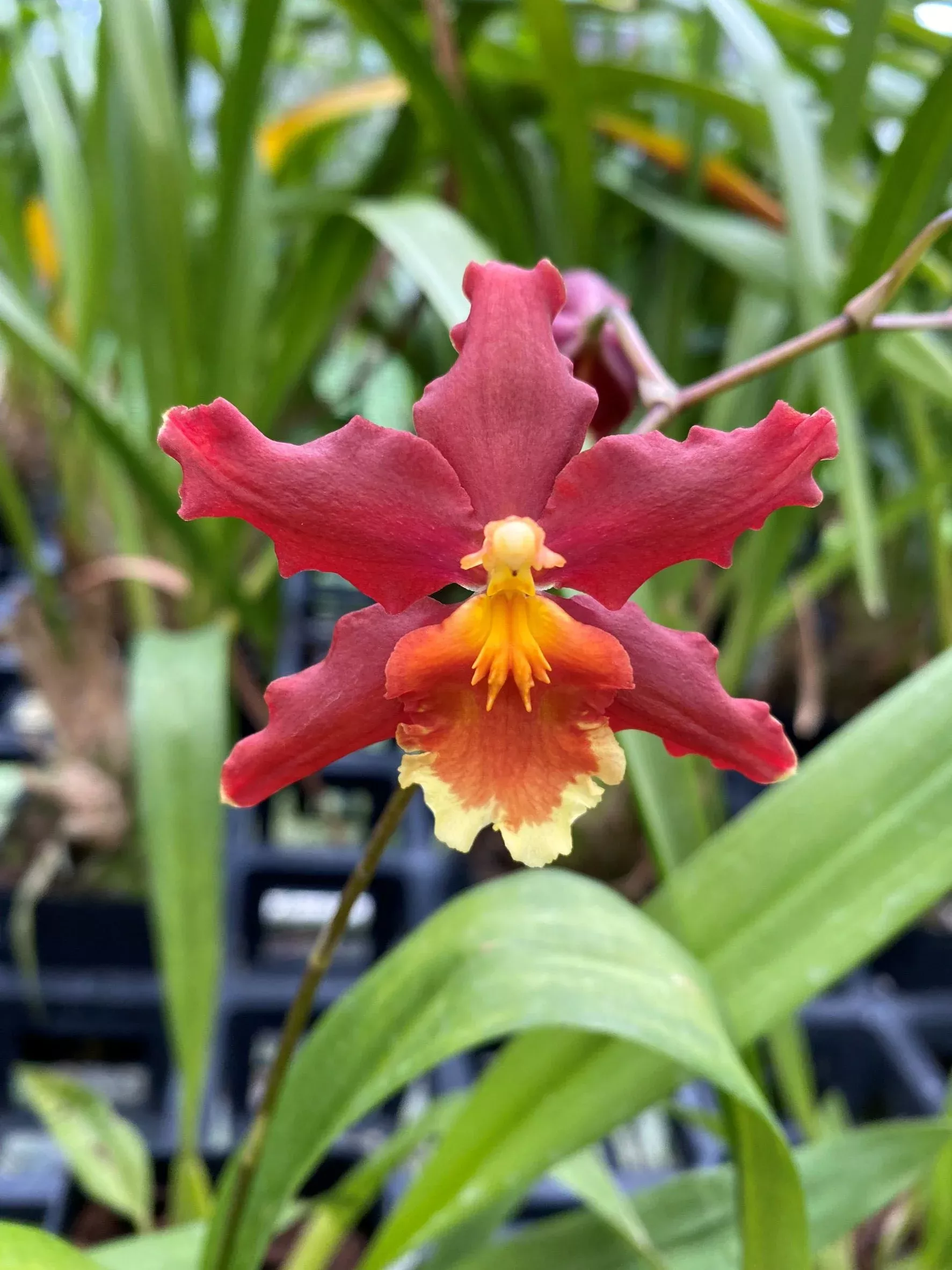 Wils. Pacific Panache 'Fireside'